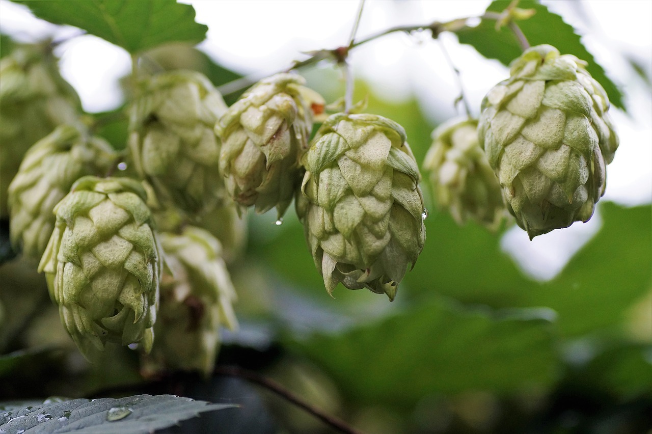 Hop Pairing Guide and Combinations BrewGinner